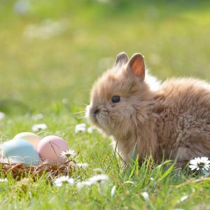 easter rabbit