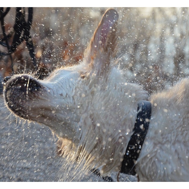 pet-photography