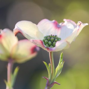 dogwood and a flower